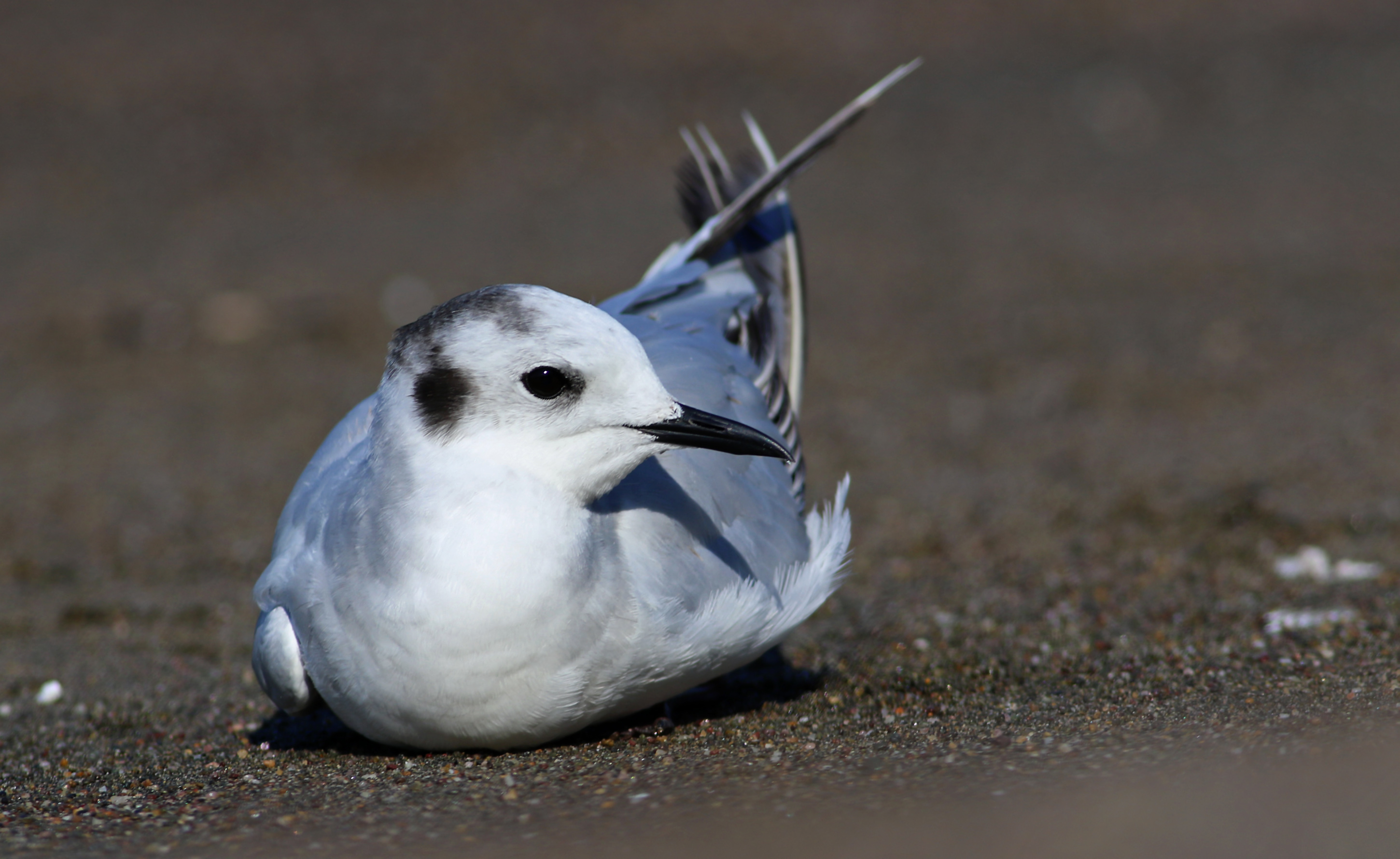 Little Gull
